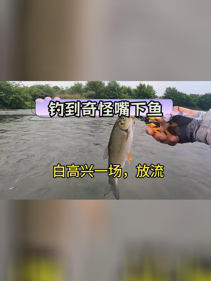江西老表钓鱼新玩法,嘴巴朝下的神秘鱼种