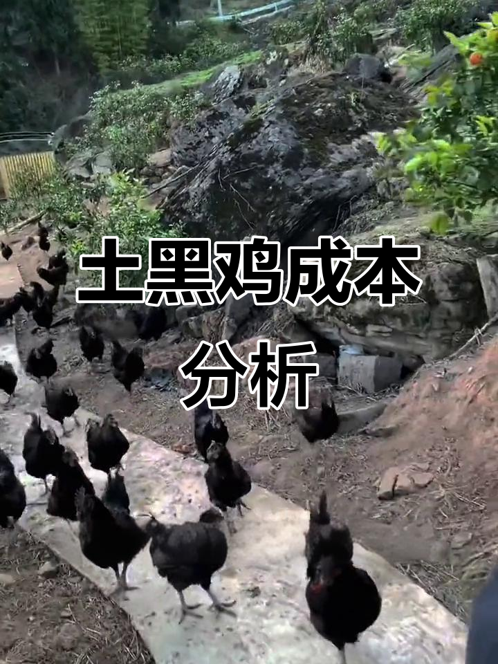 散养土黑鸡的成本大揭秘，卖多少钱才划算？