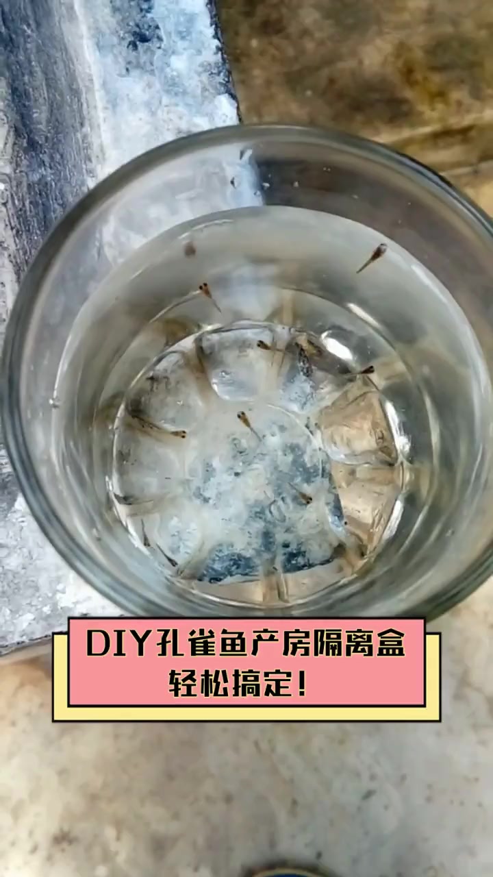 DIY孔雀鱼产房隔离盒,轻松搞定!