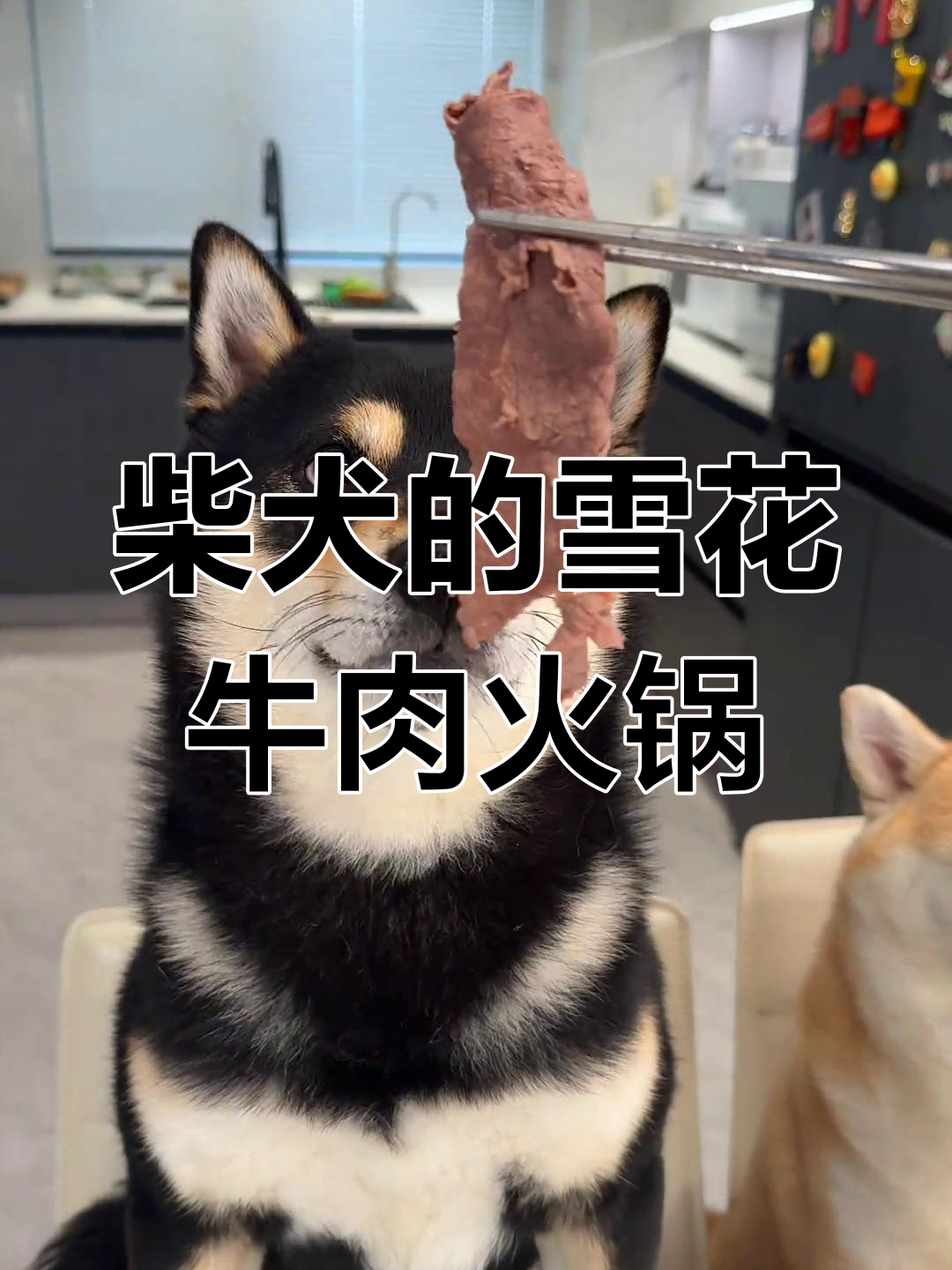 给狗子做雪花牛肉火锅,慢慢享受美味清水打边炉