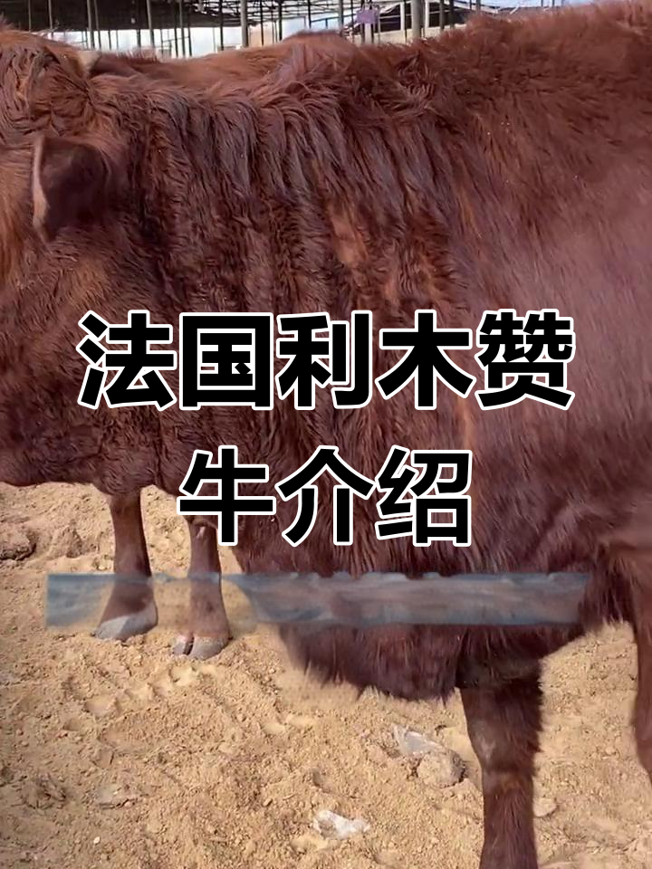 利木赞牛:法国利木新高原的优质肉牛品种