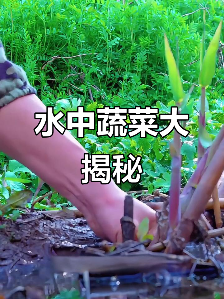 水里长的17种神奇蔬菜,看看你都吃过几种?