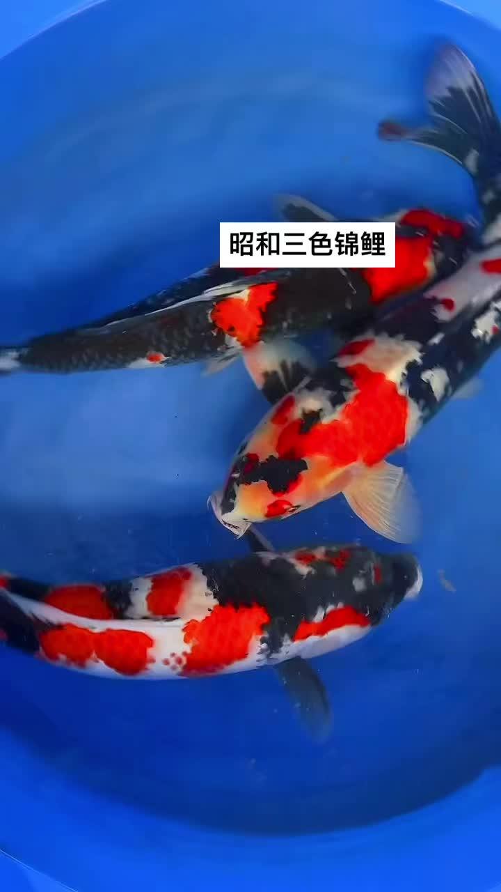 昭和三色锦鲤 见锦鲤者发发发 好贵气的鲤鱼 观赏鱼品种大全 精品锦鲤
