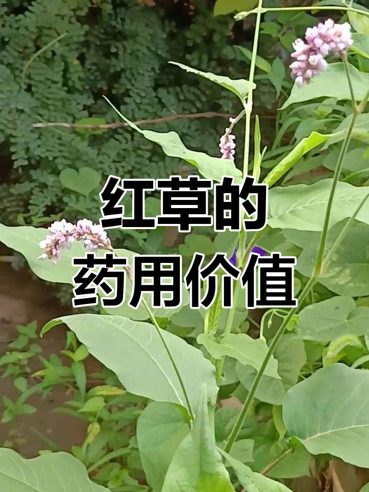 你家乡有这种被当成杂草的红桃吗?了解它的神奇功效