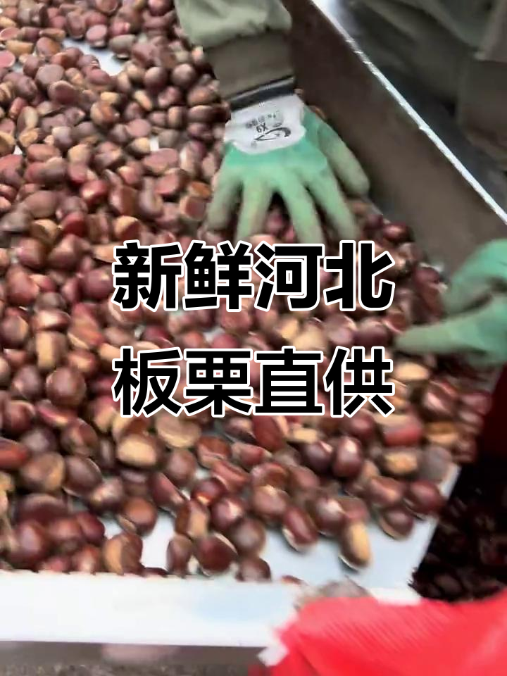 正宗河北迁西板栗，油亮饱满直接发走