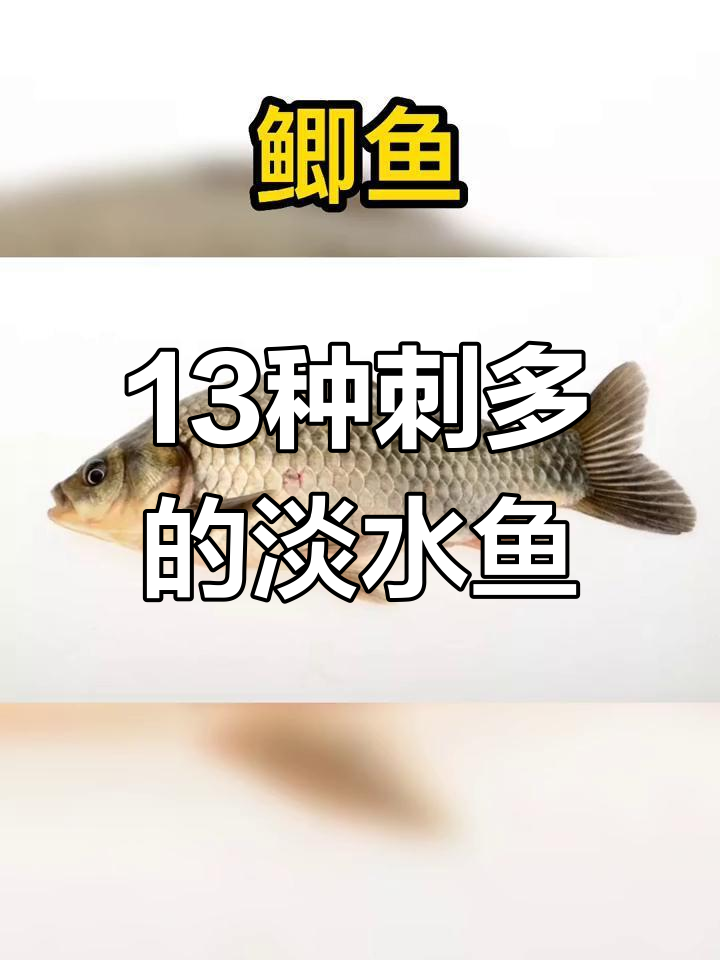 吃这些淡水鱼要小心,刺多易卡喉