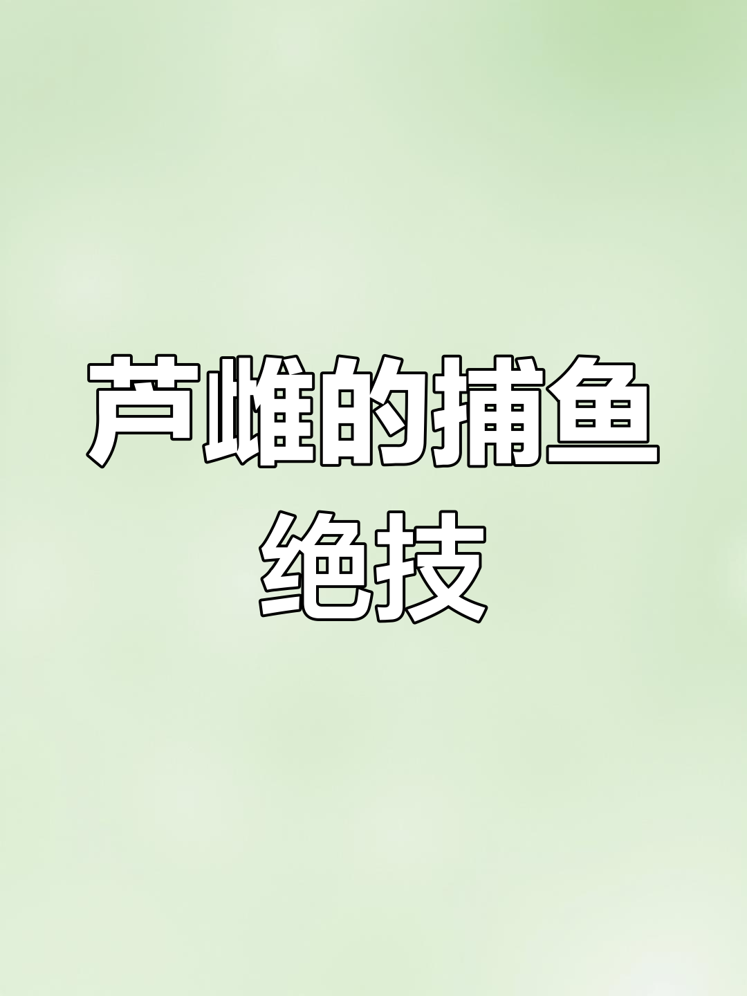 芦雌捕鱼:尖嘴水鸟如何联手抓大鱼
