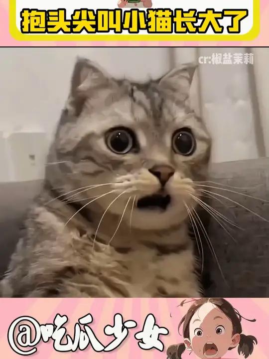 长成了小卡车 猫咪 猫meme 抱头尖叫小猫