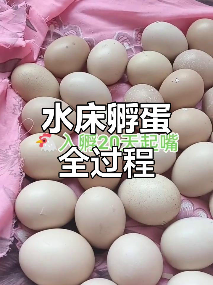 孵化过程全程记录:从鸡蛋到小生命的蜕变