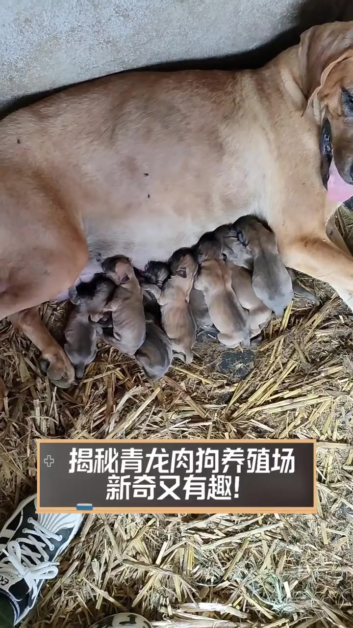 揭秘青龙肉狗养殖场,新奇又有趣!