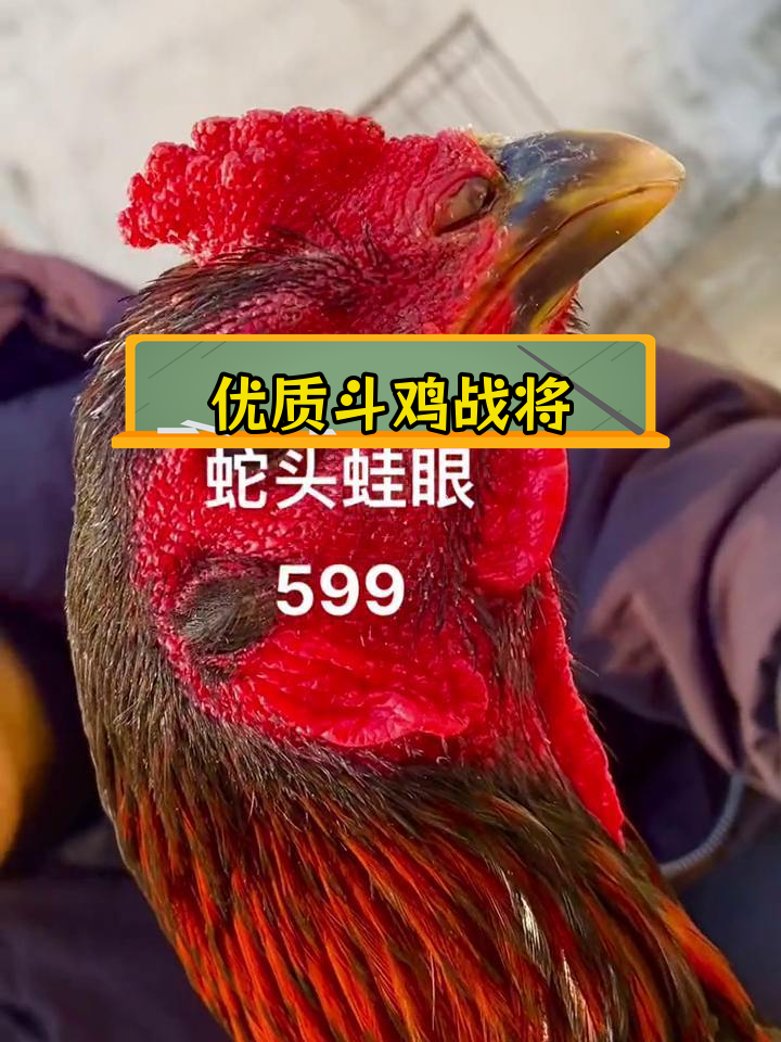 高质量斗鸡战将,蛇头蛙眼排拐
