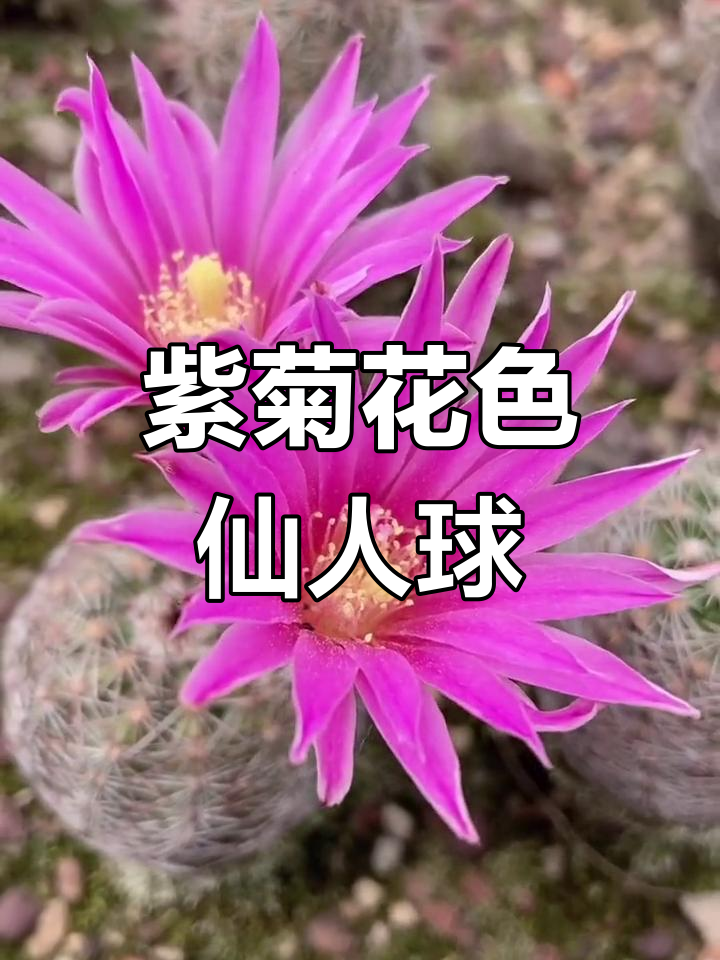紫红玉仙人球开花,美丽多肉世界