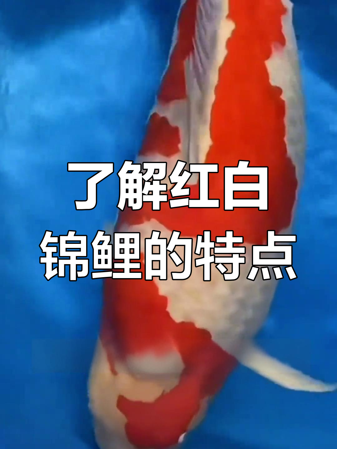 红白锦鲤的鉴赏与品种解析