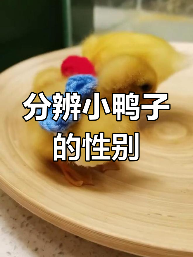 小鸭子公母辨别技巧,翅膀羽翼有玄机