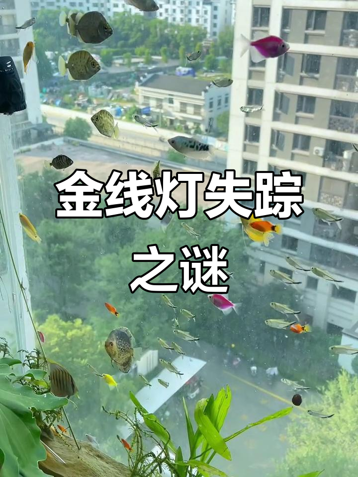 银鼓鱼减少，金线灯一夜消失，七彩却安然无恙