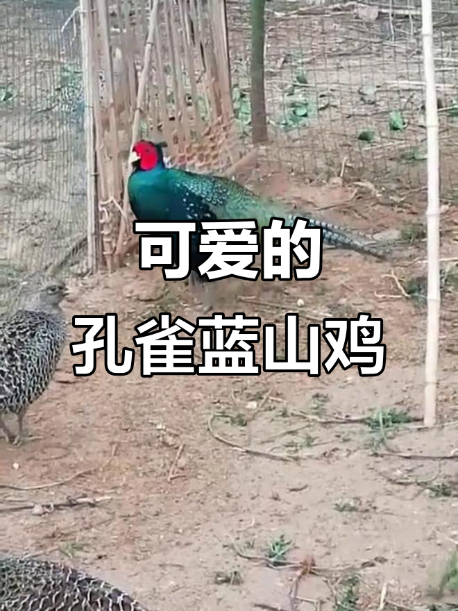孔雀蓝山鸡的可爱瞬间,七彩羽毛让人忍俊不禁