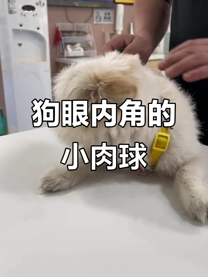 狗狗眼睛长出小肉球？了解第三眼睑的原因与应对方法