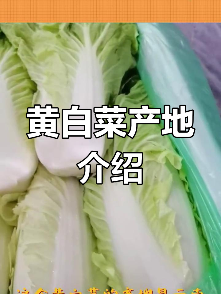 云南黄白菜,脆嫩新鲜
