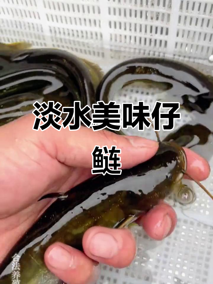 仔鲢,淡水中的美味小精灵,鲜嫩无比