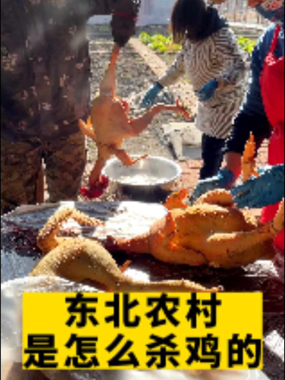 实拍东北农村杀鸡全过程