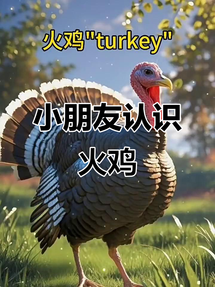 火鸡的独特外貌与生活习惯,小朋友来了解一下吧!