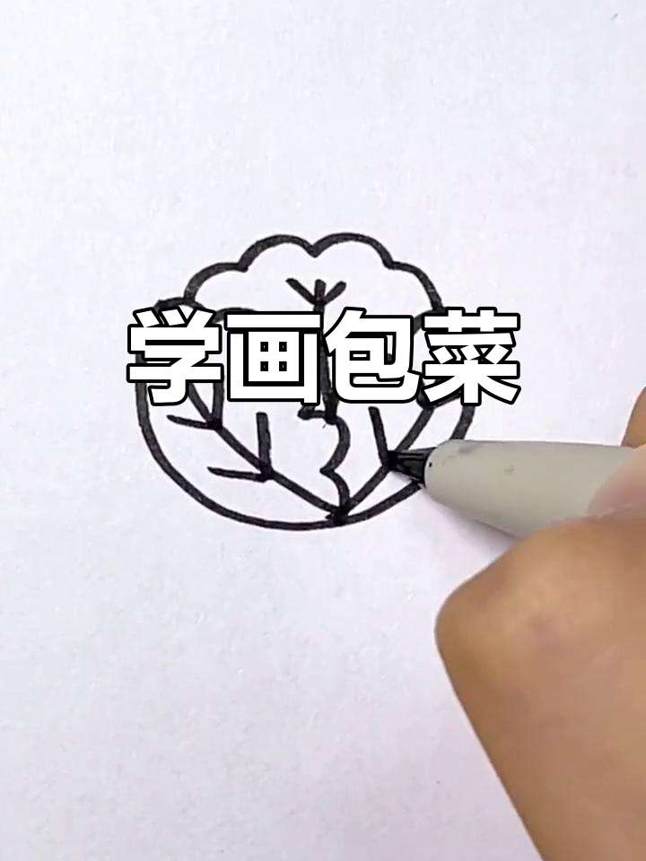 简单包菜简笔画教程