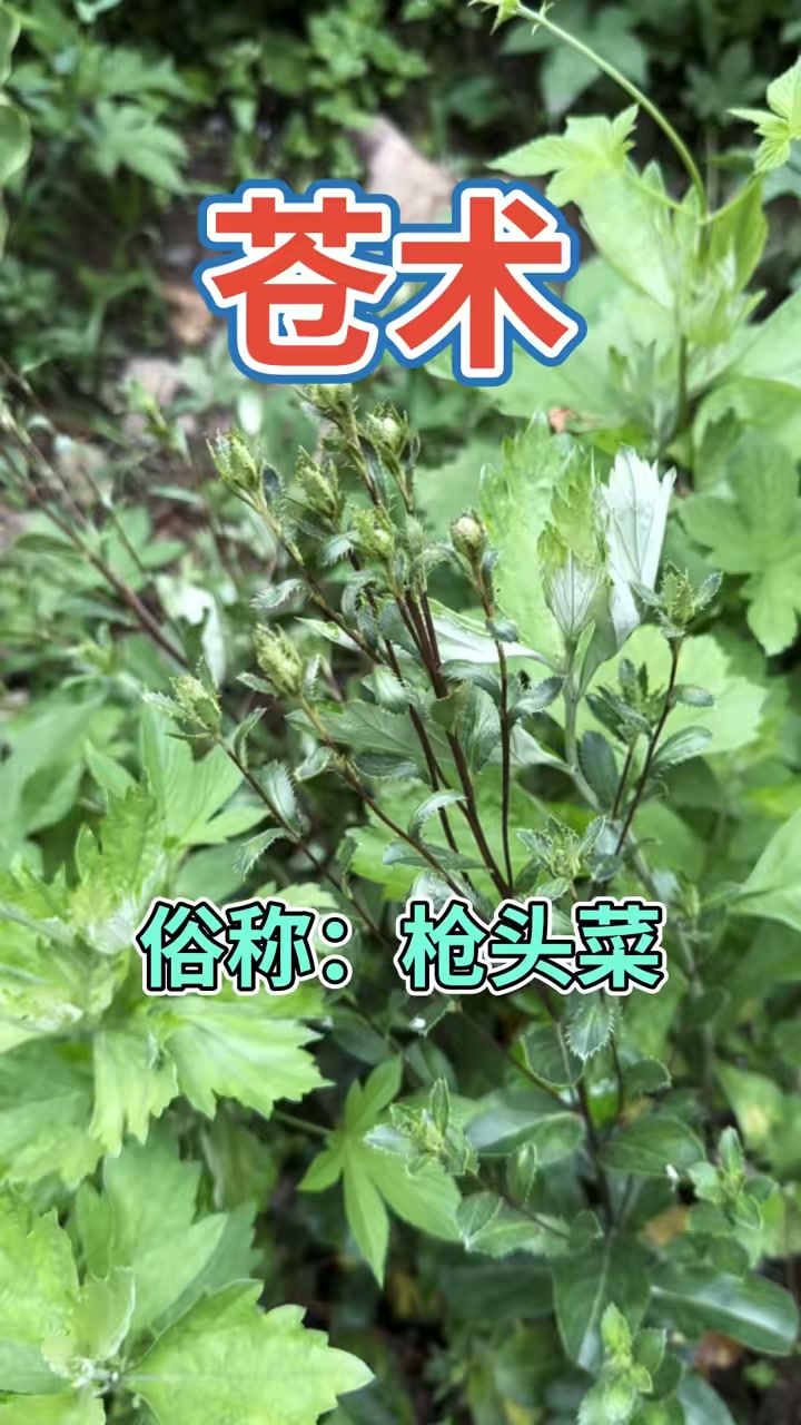 苍术是菊科多年生草本植物,嫩芽是山野菜