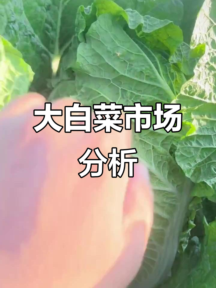 肇州大白菜价格波动,精品与酸菜厂行情各不相同