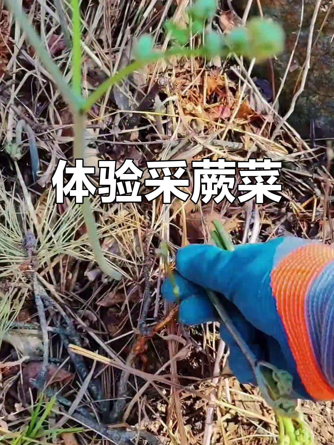崂山拳头菜采摘之旅,探秘野菜季的独特魅力
