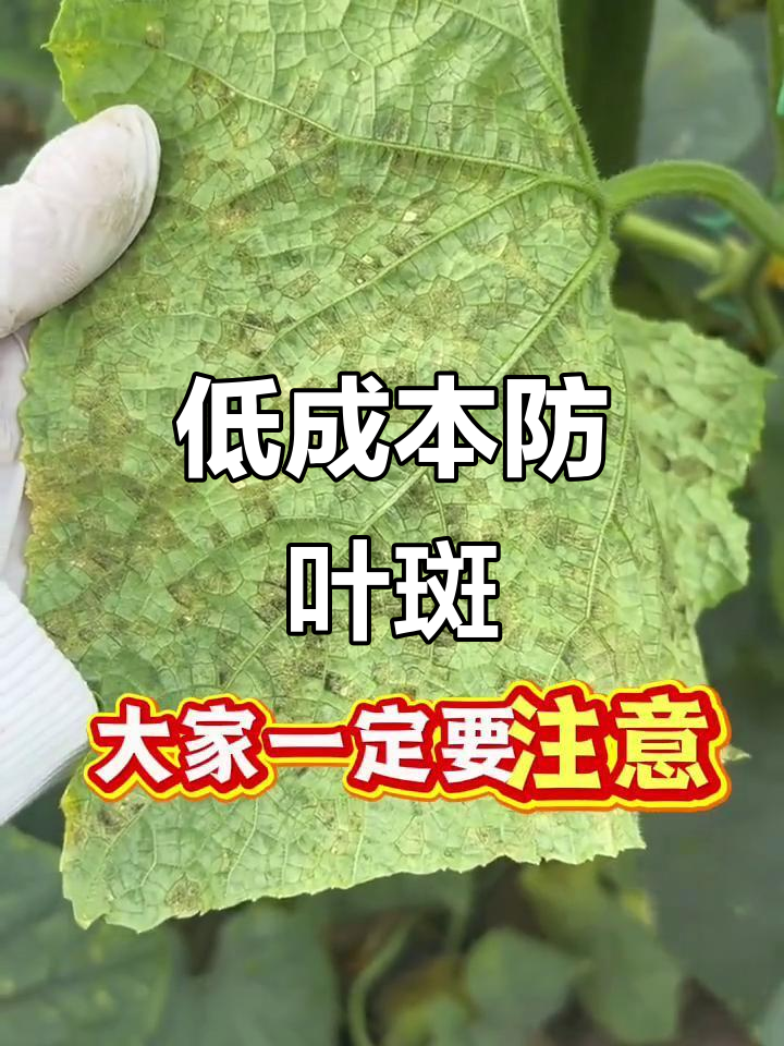 叶斑病不再愁,几毛钱搞定防治方法