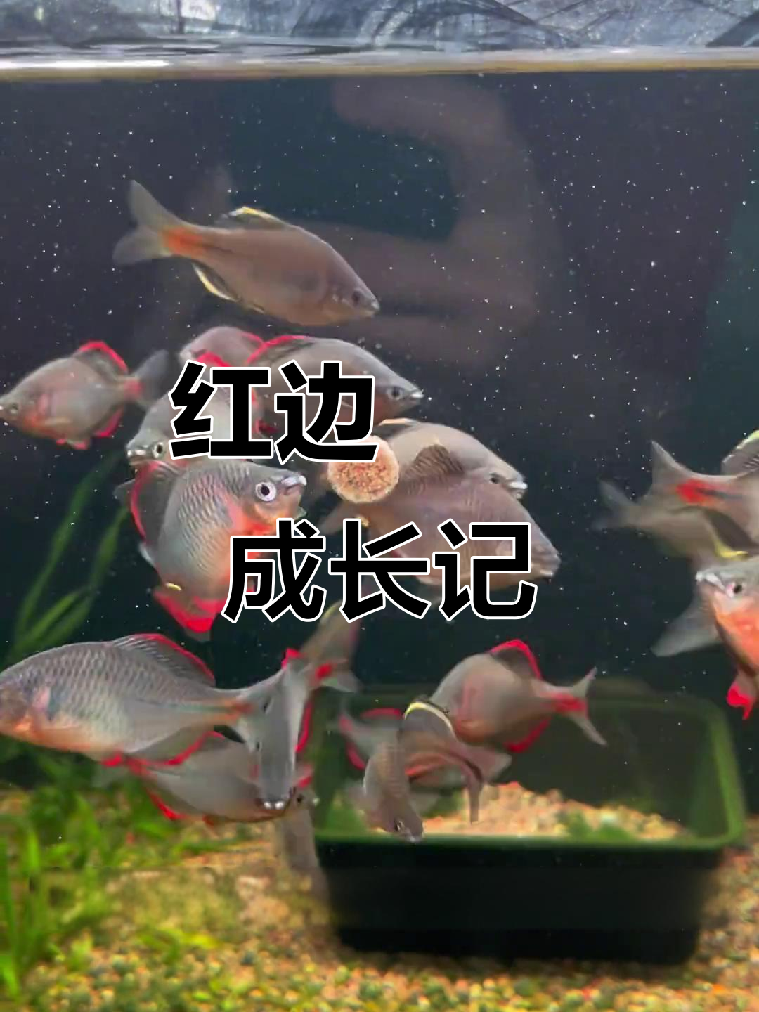红边鳑鲏鱼卵孵化全过程,从丰年虾到吃饲料