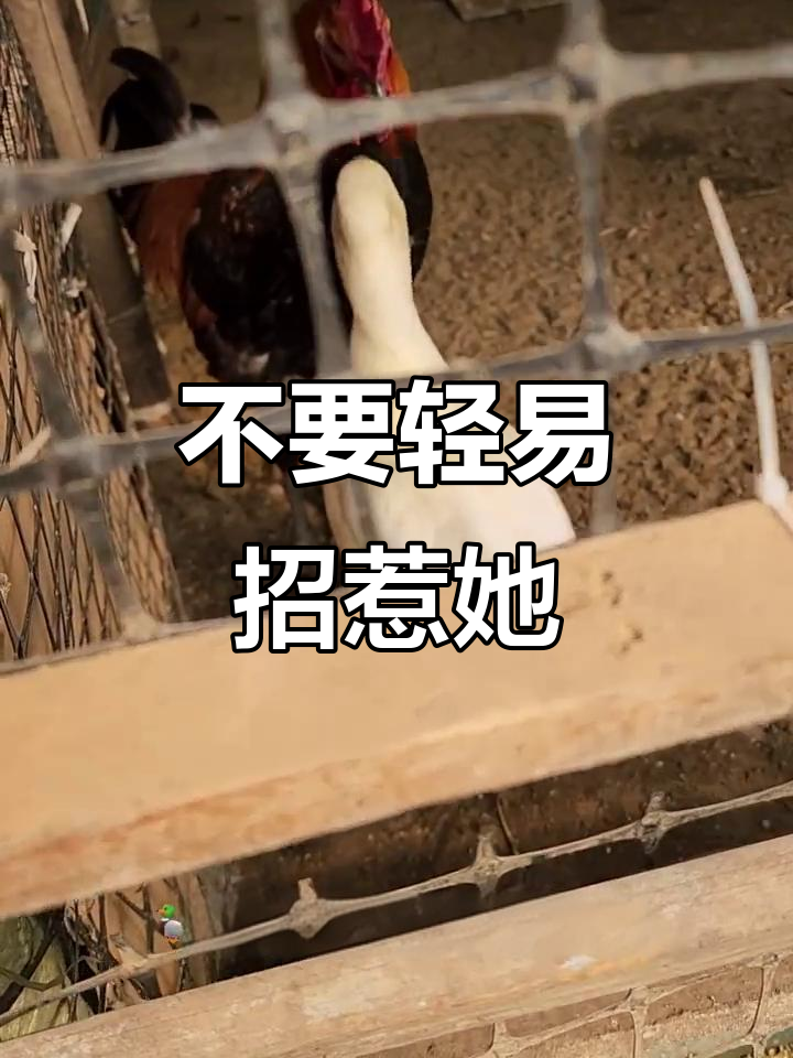 别惹虎娘们儿,小心烤鸭变北京风味!