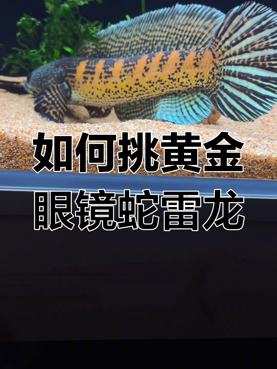 黄金眼镜蛇雷龙挑选标准,如何选到优质品相