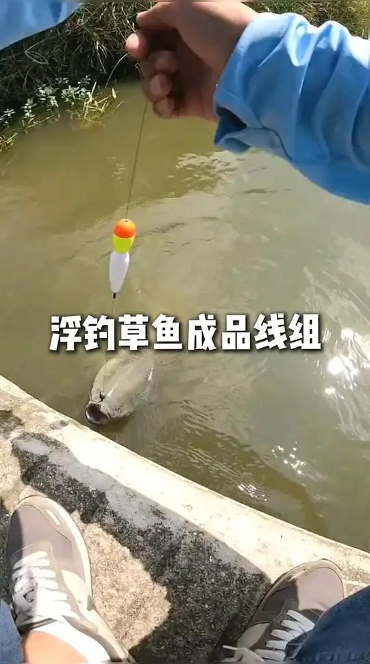 浮钓草鱼新型线组,水里有草鱼来一条钓一条