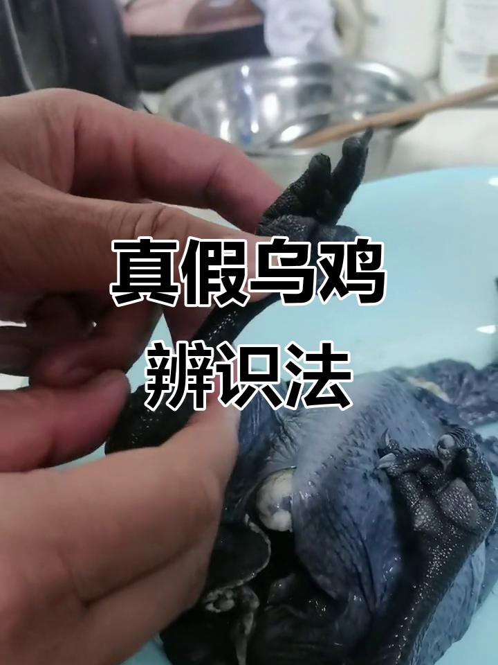 辨别泰和乌鸡,五爪为真,四爪或变异者为假