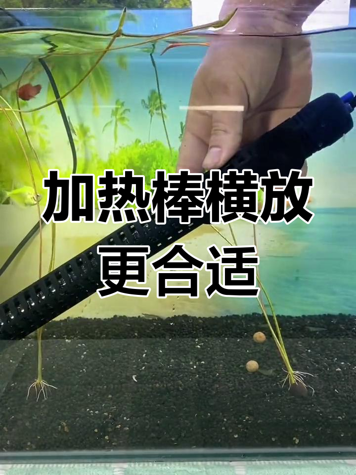 鱼缸加热棒的正确摆放方法