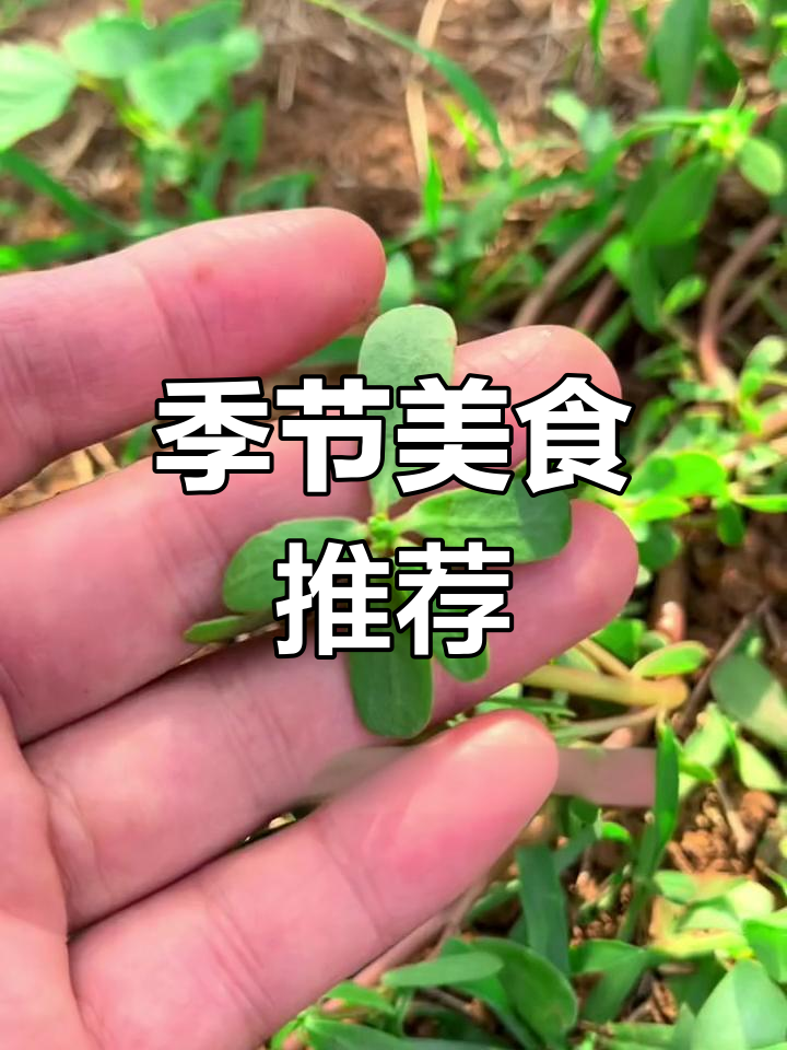 马扎菜正当季,尝尽各种美味吃法!
