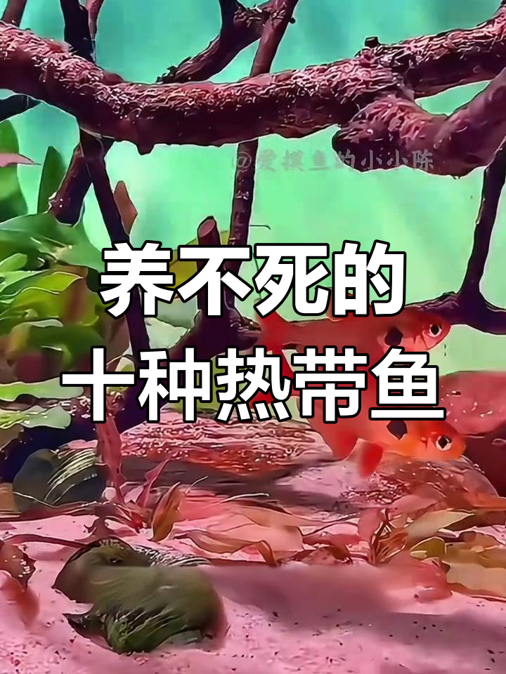 十大最耐养的热带鱼,适合新手入门