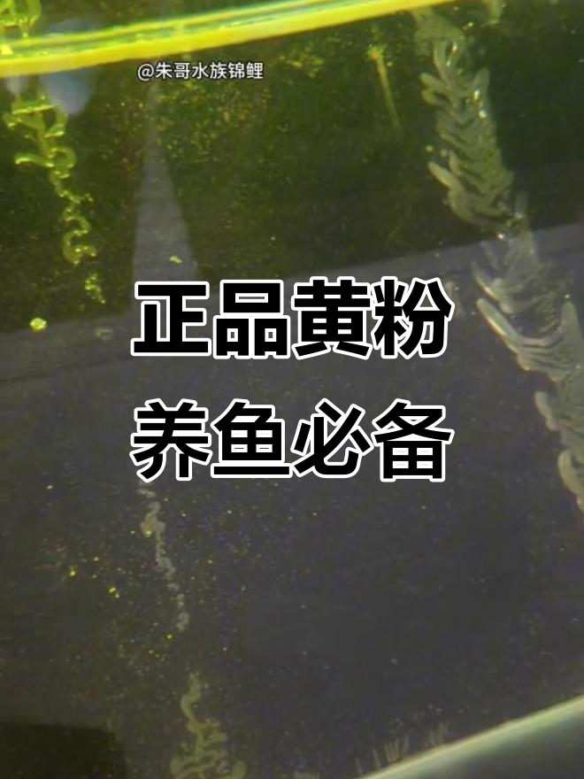黄粉使用指南:如何正确预防和治疗鱼病