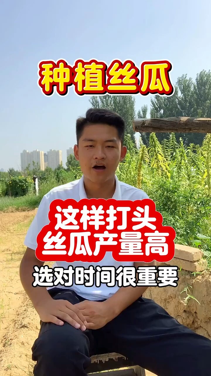种植丝瓜打头方法