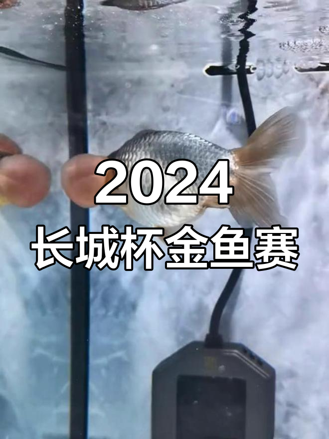 2024年广州长城杯金鱼大赛精彩瞬间