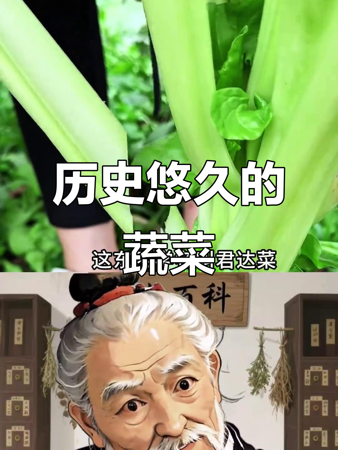 莙荙菜,古老蔬菜,别名牛皮甜菜