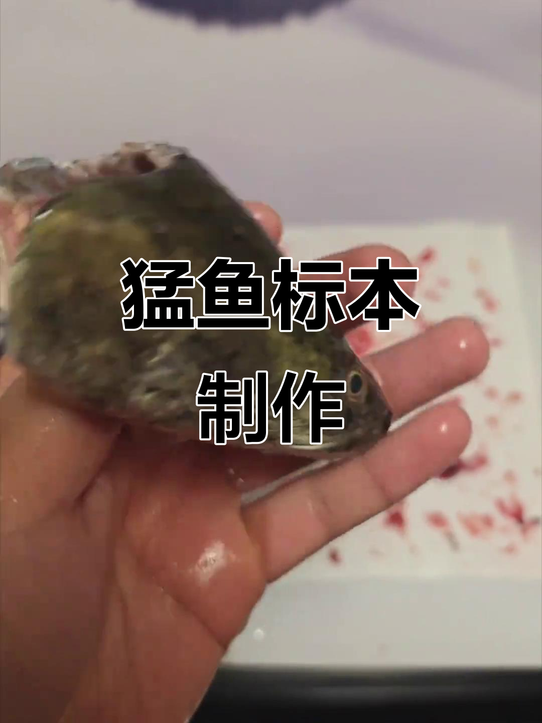 猛鱼标本制作全流程,从选材到成品,精彩不断更新!