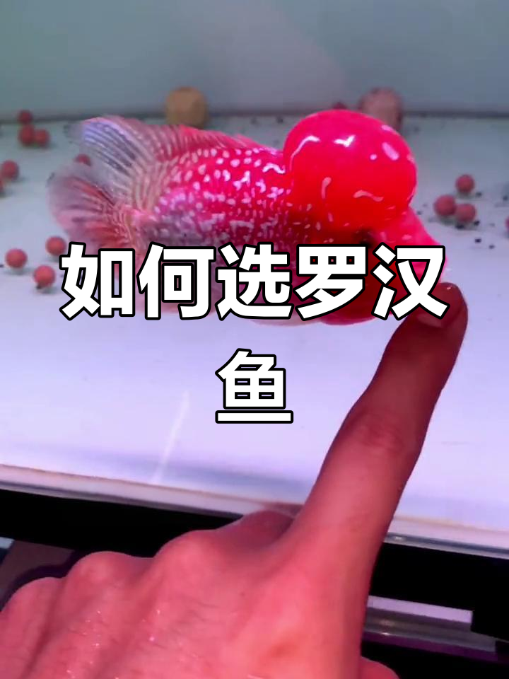 罗汉鱼选购指南:如何挑选适合自己的品种