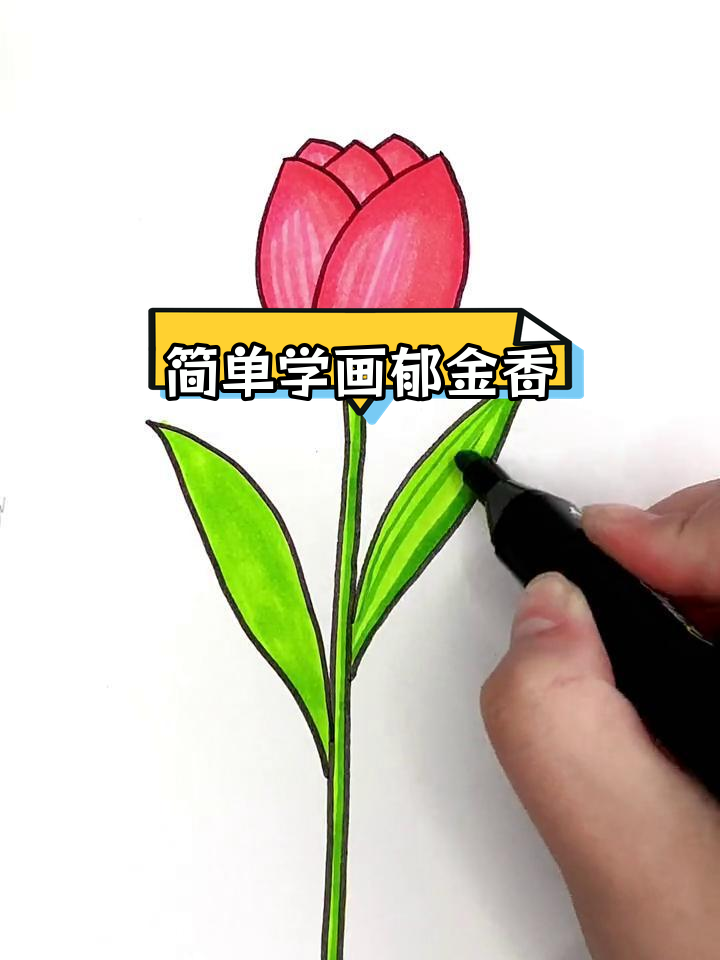 春天郁金香简笔画教程,轻松学会画花朵