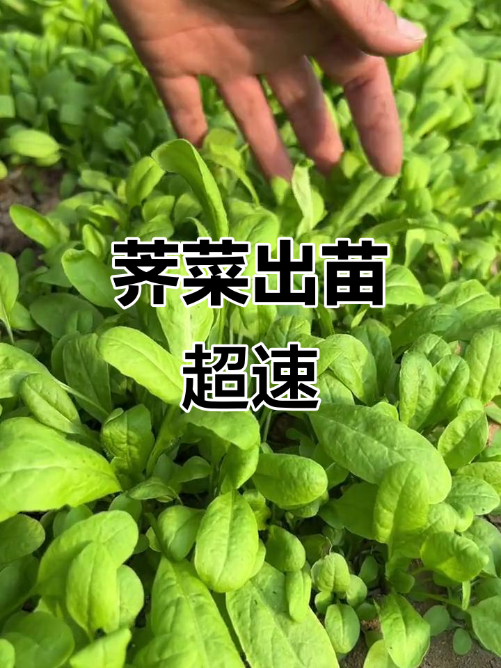 荠菜种子发芽快,不到一个月就能收获美味