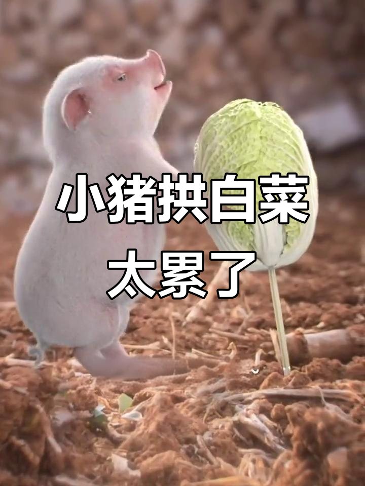 猪拱白菜,累坏了!看这只可爱小猪的奇妙日常