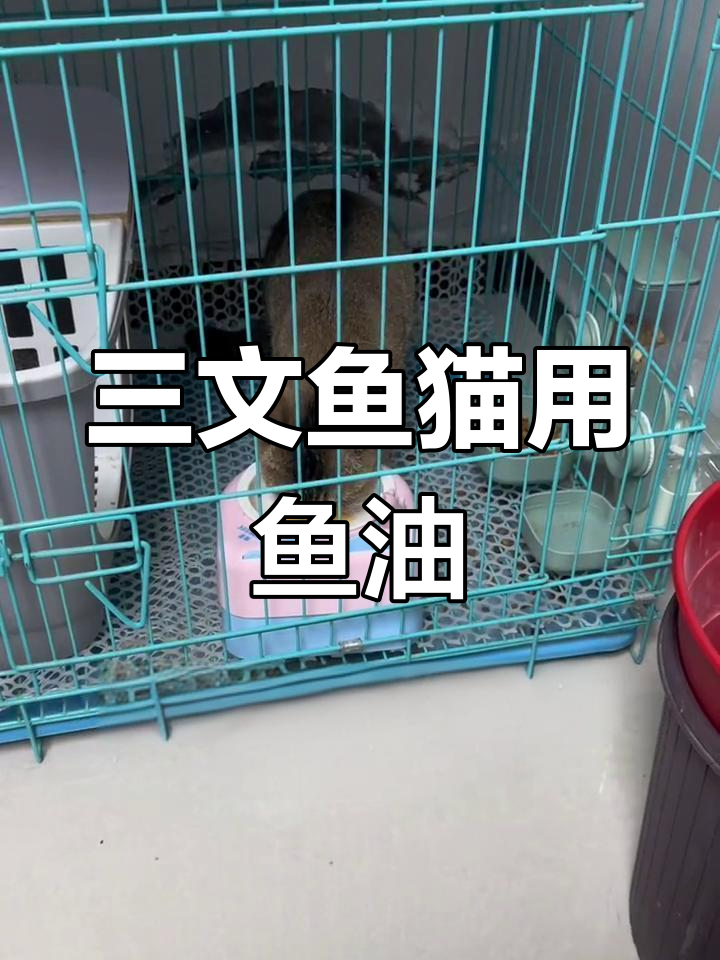 猫咪超爱的深海鱼油,三文鱼的独特魅力