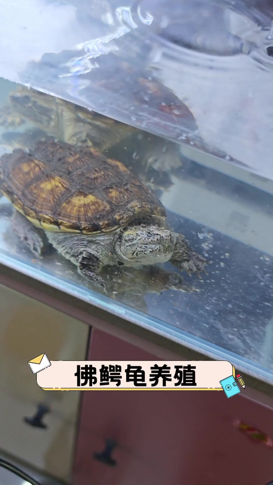 佛鳄龟养殖