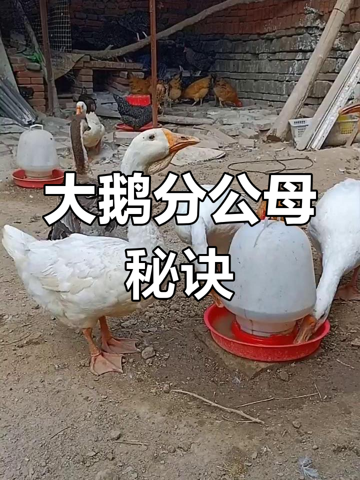 河北村花教你分辨公母大鹅,轻松掌握技巧